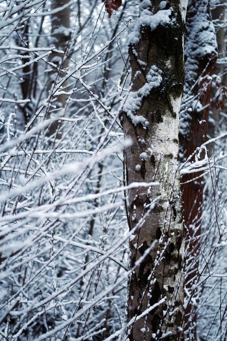 Blog + Fotografie by it's me! - Winter für einen Tag - verschneiter Baumstamm und verschneite Zweige