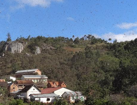 Heuschrecken Madagaskar 