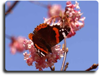 Die Lehre des Schmetterlings • Glück • Aphorismus