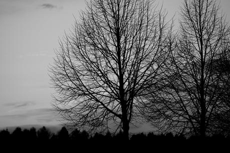 Blog + Fotografie by it's me! - #FiveDayBlackandWhiteChallenge - Sonnenuntergang über Wald und Feldern