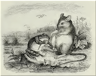 Der Frosch, die Ratte und die Weihe ⋅ Fabel von Aesop