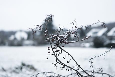 Blog + Fotografie by it's me! - Draussen - Frau Frieda sucht Schnee, Schnee auf einem Zweig mit roten Beeren
