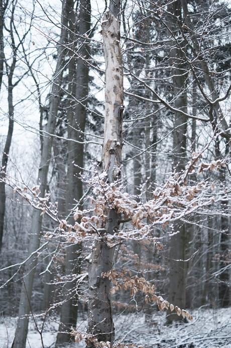 Blog + Fotografie by it's me! - Draussen - Frau Frieda sucht Schnee, verschneiter Baumstumpf mit vertrocknetem Laub
