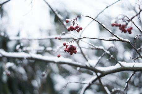 Blog + Fotografie by it's me! - Draussen - Frau Frieda sucht Schnee, verschneite rote Beeren