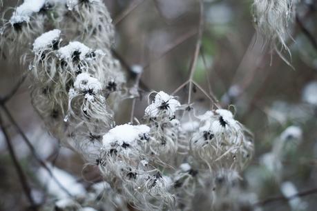 Blog + Fotografie by it's me! - Draussen - Frau Frieda sucht Schnee, fedrige verschneite Samenstände einer Clematis