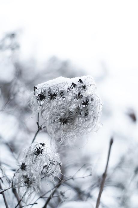 Blog + Fotografie by it's me! - Draussen - Frau Frieda sucht Schnee, verschneite Samenstände einer Clematis