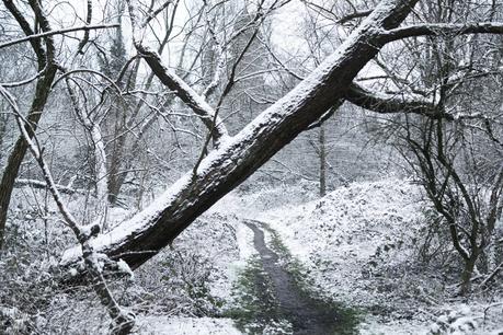 Blog + Fotografie by it's me! - Draussen - Frau Frieda sucht Schnee, umgestürzter Baum mit Schnee