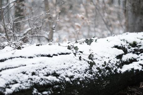 Blog + Fotografie by it's me! - Draussen - Frau Frieda sucht Schnee, Efeuzweig auf einem zugeschneiten Baumstamm