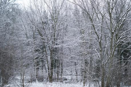 Blog + Fotografie by it's me! - Draussen - Frau Frieda sucht Schnee, verschneiter Wald