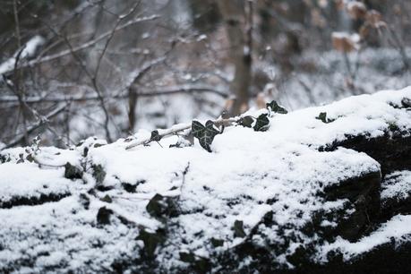 Blog + Fotografie by it's me! - Draussen - Frau Frieda sucht Schnee, Efeu auf einem zugeschneiten Baumstamm