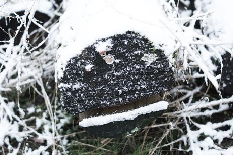 Blog + Fotografie by it's me! - Draussen - Frau Frieda sucht Schnee, verschneiter Baumstamm mit Gesicht