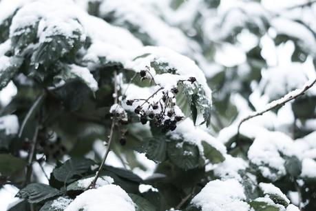 Blog + Fotografie by it's me! - Draussen - Frau Frieda sucht Schnee, verschneiter Brombeerzweig mit vertrockneten Früchten