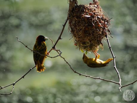 Viele Vögel finden sich im Bandia Nationalpark