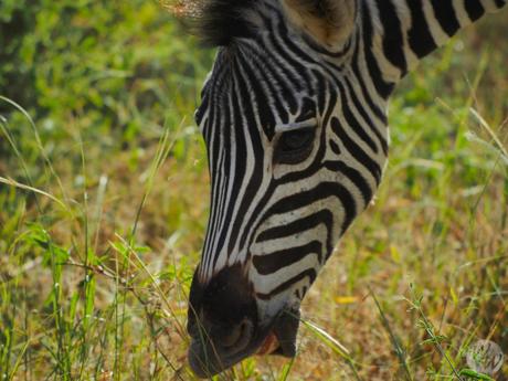 Auf einer Safari dürfen Zebras natürlich nicht fehlen.