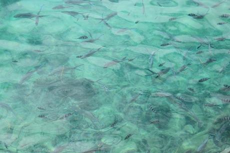 18_Fische-im-Hafenbecken-Praslin-Seychellen