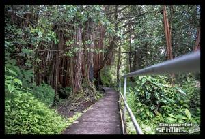 EISWUERFELIMSCHUH - Hawaii Big Island AKAKA Waterfalls State Park (94)