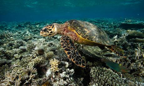 Reisebericht Malediven - Angsana Ihuru Schildkröte