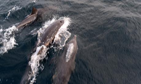 Reisebericht Malediven - Angsana Ihuru Delfine