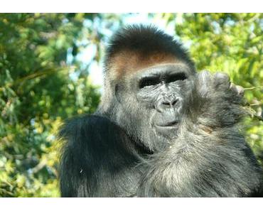 Uganda: Keine Teeplantagen beim Gorilla-Nationalpark!