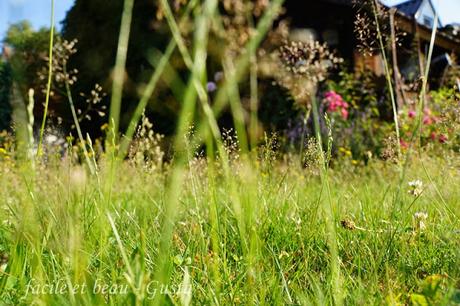 Cam Underfoot #4: Gras