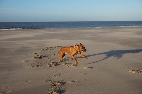 Dayo war auch nach über einer Stunde Toben am Strand noch ein kleiner Spieleratz ... mit fast 8 Jahren!