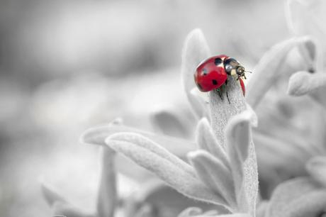 ladybug-796483