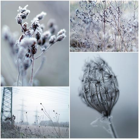 Blog + Fotografie by it's me! - ein Feld im Frost