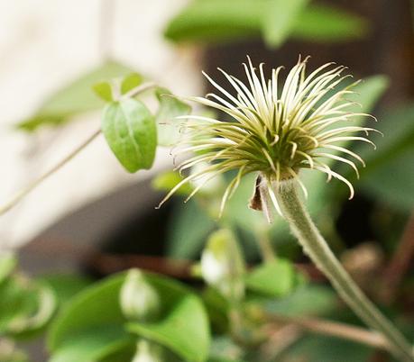 Blog + Fotografie by it's me! - Waldrebe Clematis - nackter Stempel