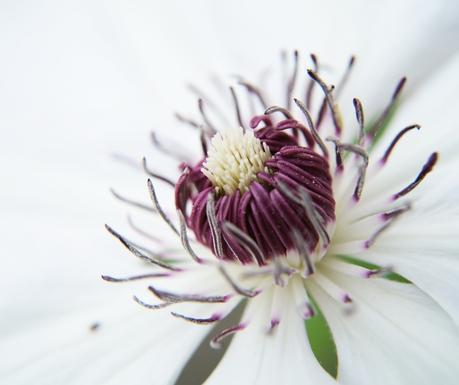 Blog + Fotografie by it's me! - Waldrebe Clematis - Makro von Blütenstaub