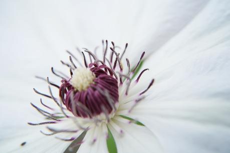 Blog + Fotografie by it's me! - Waldrebe Clematis - Blütenstaub auf einem Stempel