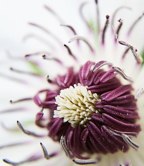 Blog + Fotografie by it's me! - Waldrebe Clematis - Makro eines purpurfarbenen Blütenstempels