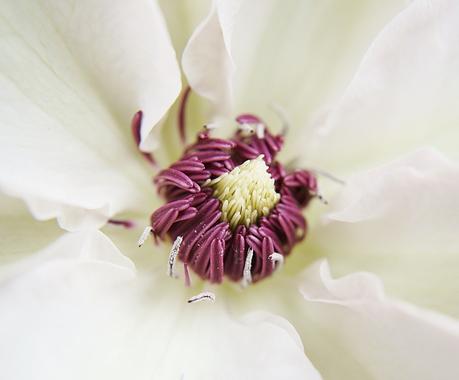 Blog + Fotografie by it's me! - Waldrebe Clematis - inneres einer Blüte