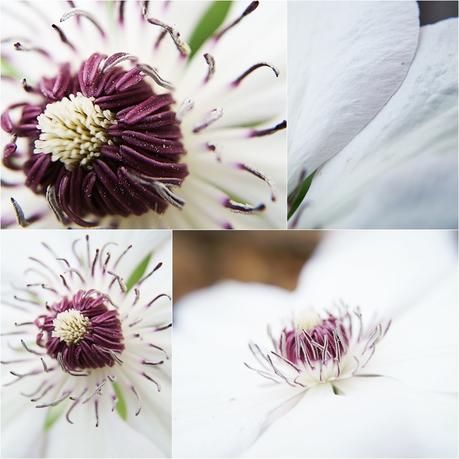Blog + Fotografie by it's me! - Waldrebe Clematis - Collage