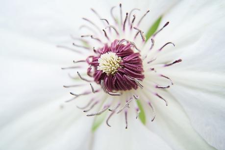 Blog + Fotografie by it's me! - Waldrebe Clematis - Blütenstaub auf dem Stempel