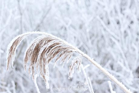 Winterzauber - Winterfotografie