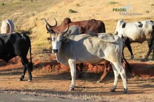 Madagaskars Kühe – Zebus