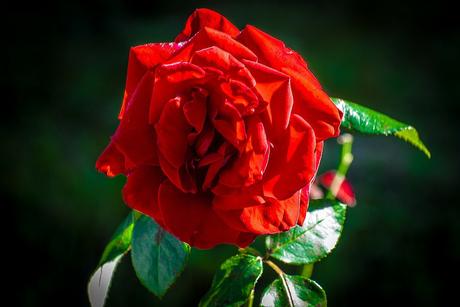 Kuriose Feiertage - 7. Februar - Rosentag - Tag der Rose als Auftakt der Valentins-Woche - (c) 2014 Sven Giese - www.kuriose-feiertage.de