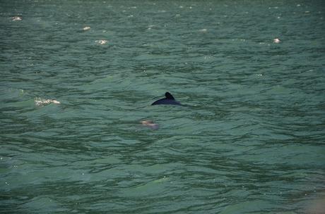 Auch das Ausflugsboot hat das Interesse der kleinsten Delfine der Welt schnell geweckt