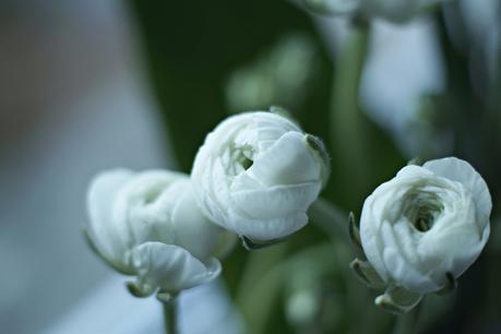 Blog + Fotografie by it's me! - Wohnen - Blüten von weißen Ranunkeln