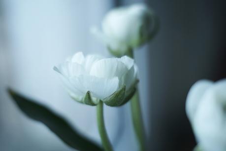 Blog + Fotografie by it's me! - Wohnen - Blüten einer weißen Ranunkel