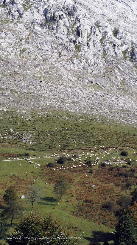 Schafe in den baskischen Bergen