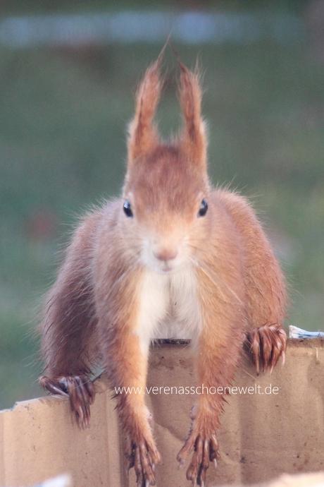 Cute little Squirrel - Wordful / Wordless Wednesday with #Linky