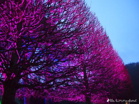 schlossleuchten baeume pink