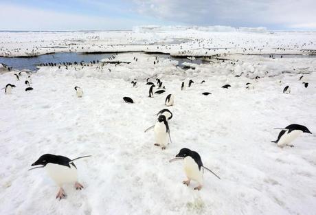 v2-penguins-climate-change