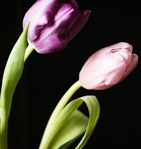 Blog + Fotografie by it's me! - fim.works - Nahaufname lila- & rosafarbenen Tulpen