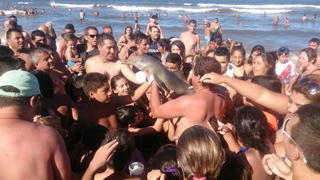 Delfin zu Tode gestreichelt!