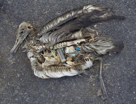 The unaltered stomach contents of a dead albatross chick photographed on Midway Atoll National Wildlife Refuge in the Pacific in September 2009 include plastic marine debris fed the chick by its parents. (Chris Jordan)