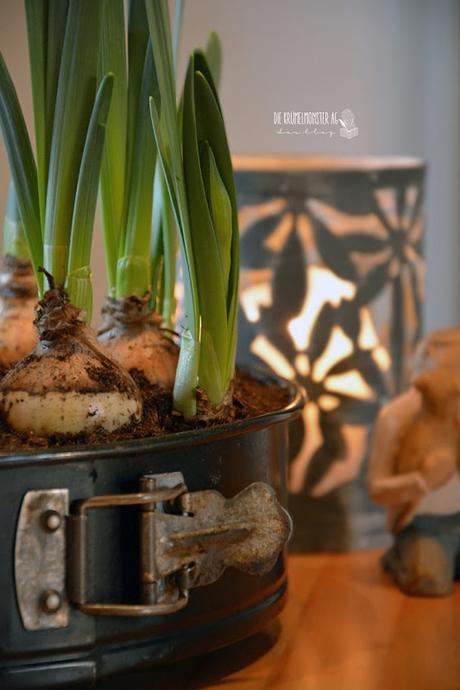 Glücksmomente der Woche_Springform neu bepflanzt