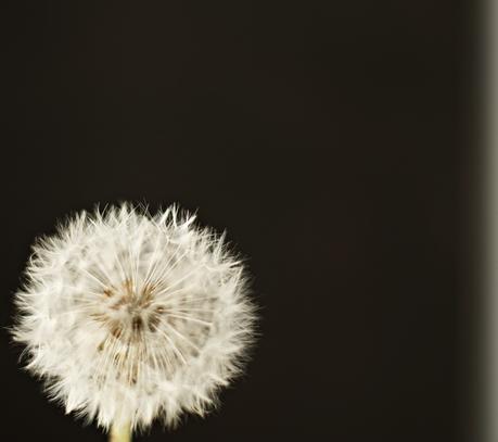 Blog + Fotografie by it's me! - fim.works - Pusteblume vor schwarzem Hintergrund