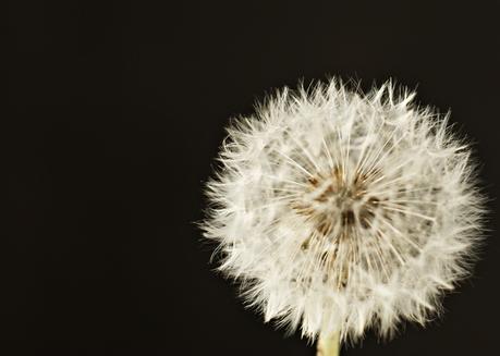 Blog + Fotografie by it's me! - fim.works - Pusteblume ganz aus der Nähe